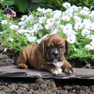 Katie, Boston Terrier Mix Puppy